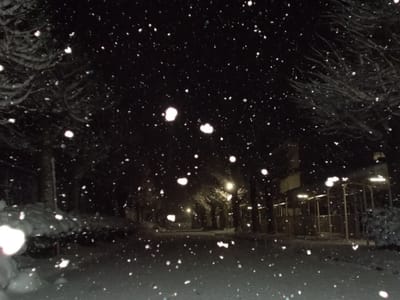 銀杏並木の雪景色