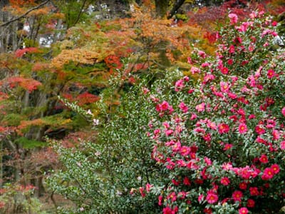 【県立 三ツ池公園の紅葉】・・秋から冬へ・・・サザンカ