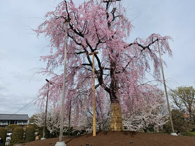 京都満開の桜
