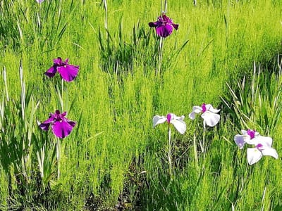 紫と、ちょっと混じった白　　　菖蒲園色とりどり  (佐倉城址公園)     2021年6月1日