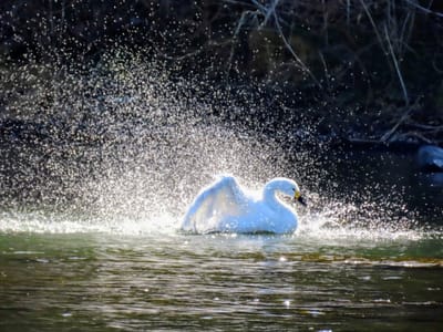 白鳥の盛大な水浴び