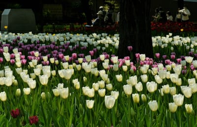 🌷 見頃を迎えています！ 10万本のチューリップが咲き誇る横浜公園　　「ガーデンネックレス横浜 2023」 <完>