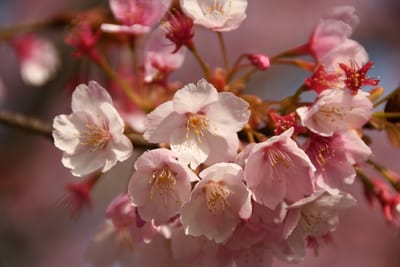 助任川（徳島市）桜並木