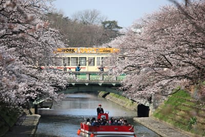 富山の鉄道春景色2021　花と電車見！