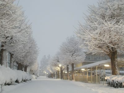 早朝の銀杏並木の雪景色