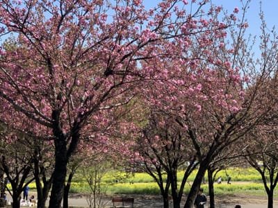八重桜と菜の花