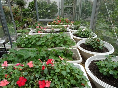 春のプランター園芸、サンルームから温室に配置換えした草花のプランター