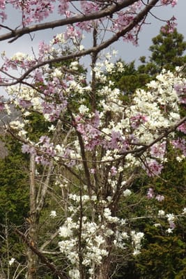 桜と木蓮