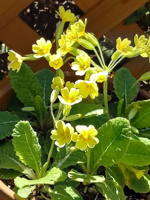 　　　   ✿　春を告げる "プリムラ" （Primula）   ✿　