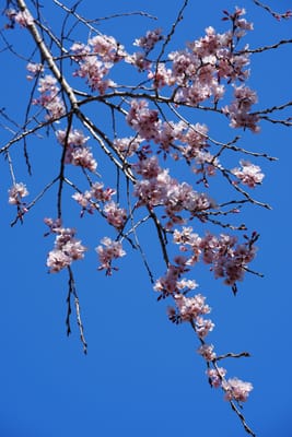 枝垂れ桜（しだれざくら）