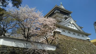 平成最後のソメイヨシノ桜🌸と小倉城🏯