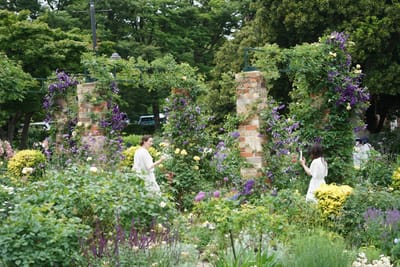 イングリッシュローズの庭