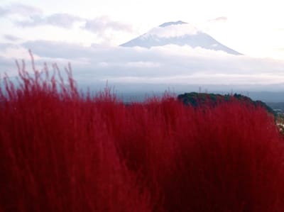 大石公園のコキアと富士山