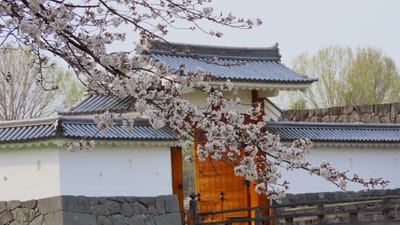 山形市　霞城公園の　桜