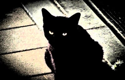 黒猫クロ