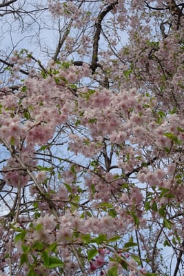 八重桜も葉桜になりつつあります