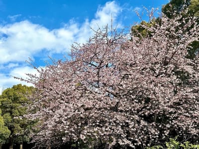 近所の公園の早咲き桜満開🌸