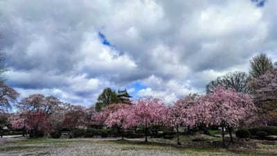 諏訪湖の桜