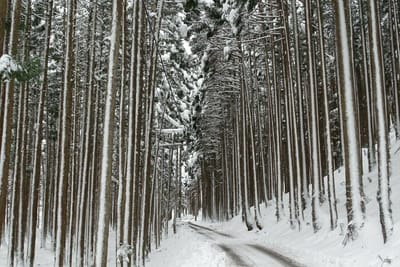 林間の道