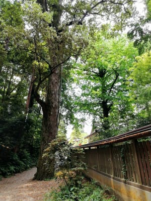 ③-1　「イチイガシの巨樹」　 石上神社  (乗り物と緑が美しい寺社巡りツアー３日目)   2022年6月19日