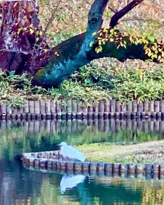 紅葉の庭園で遊ぶ白鷺