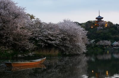 神奈川県の花見・桜名所「三溪園の 夜桜 」