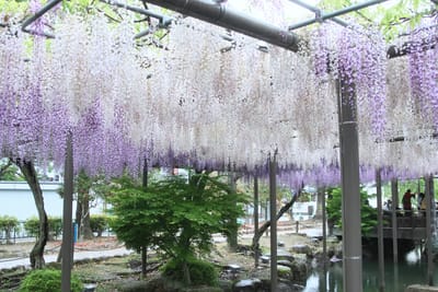 天王川公園の藤の花