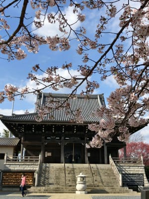 金蔵寺、御滝不動尊の春