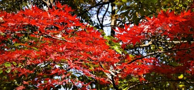 　《お気に入り写真》　県立 "大磯城山公園"の 紅葉