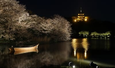 お気に入りの写真「桜名所「三溪園の 夜桜 」」