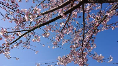 桜 熊本市 白川で咲きました＼(^^)／