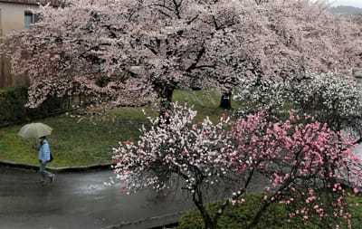 雨の公園　桜見る