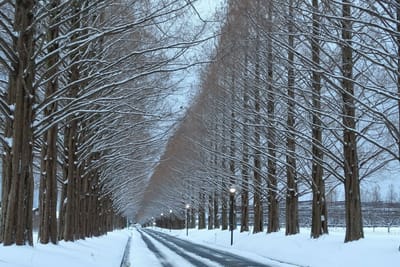雪のメタセコイア並木　②
