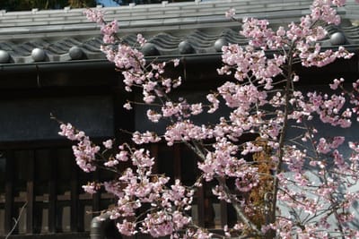 天理教本部の桜