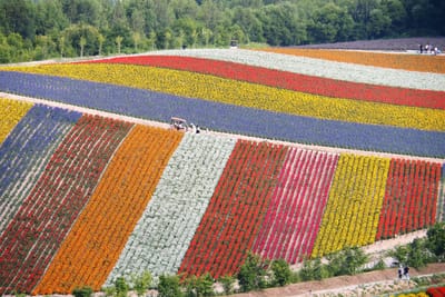 お花の絨毯