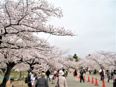 姫路城の桜⑨