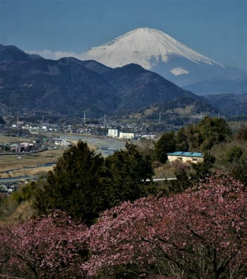 🗻　松田町 西平畑公園（ハーブ館ほか）からの富士　🗻