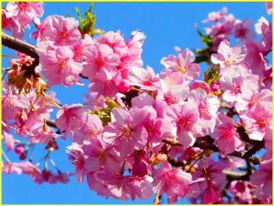 公44　　　　　　(163)河津桜の花