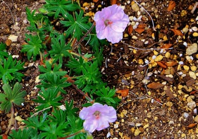 庭の花　アケボノフウロ