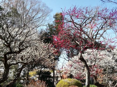 庭園の小道から観賞　　　隠れた紅梅スポット 千葉県柏市「観音寺」   ２月23日