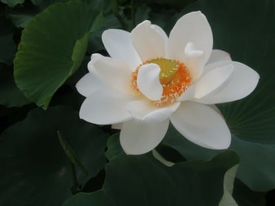 白ハスの花