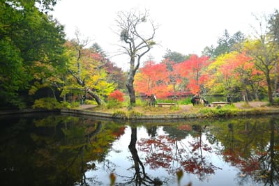 軽井沢 雲場池の紅葉