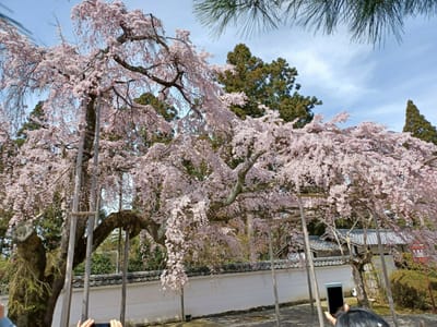 京都醍醐寺のしだれ桜