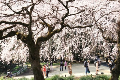 新宿御苑の枝垂桜