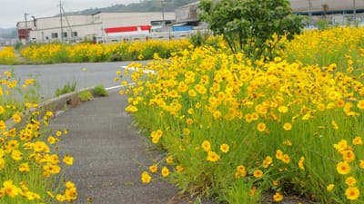 日本の野草の生育場所を奪う外来生物「オオキンケイギク」