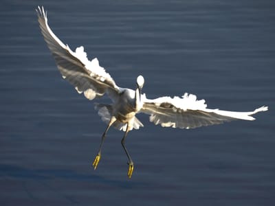 白鷺の飛翔（２）
