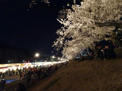 岡山、旭川堤での満開の夜桜見物、堤の下には屋台がたくさん出ており賑やかでした