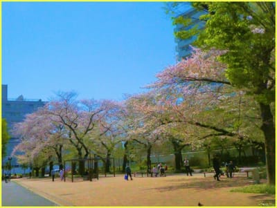 公23　　　　　　(630)青空の桜②