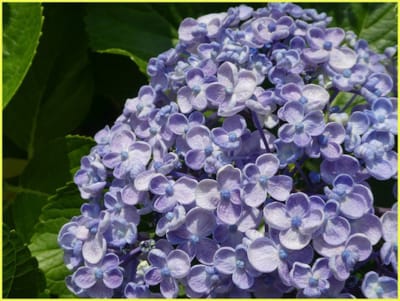 白05　　　　　　（313）紫陽花⑤