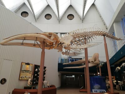 クロミンククジラ骨格標本     番外編   マリンワールド海の中道④ー１ (福岡帰省２日目)   2022年４月８日